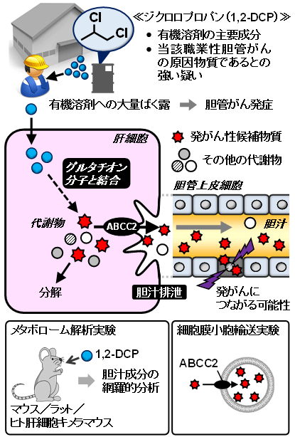 本研究の概要