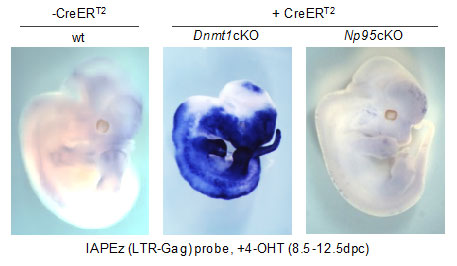 Dnmt1、およびNp95ノックアウトマウス胎児におけるIAP転写