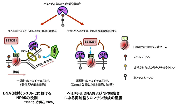 一過性と遅延性のヘミメチルDNAへのNP95の結合及びその生物学的な意義