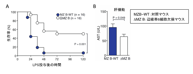 辺縁帯B細胞を欠損するマウスは、LPSで誘導された敗血症による生存率が高い。