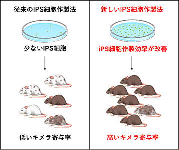 Ips細胞を高品質かつ高効率に作製することに成功 国立研究開発法人日本医療研究開発機構