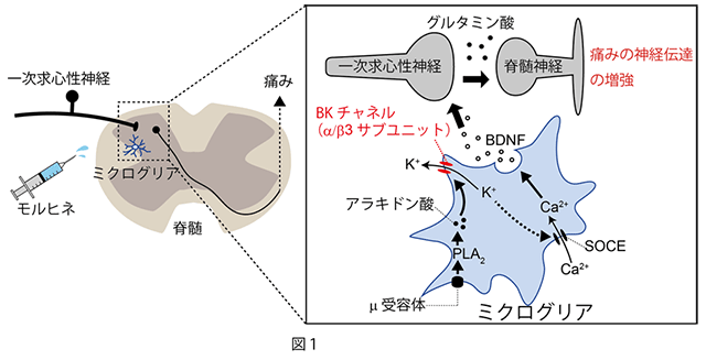 脊髄ミクログリアに発現するモルヒネ誘発性痛覚過敏の原因分子を同定 モルヒネの副作用軽減へ期待 国立研究開発法人日本医療研究開発機構