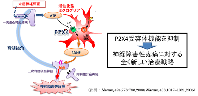 グリア細胞をターゲットにした疼痛（神経障害性疼痛）治療薬P2X4受容体アンタゴニスト（NC-2600）の国内第Ⅰ相臨床試験開始について  国立研究開発法人日本医療研究開発機構