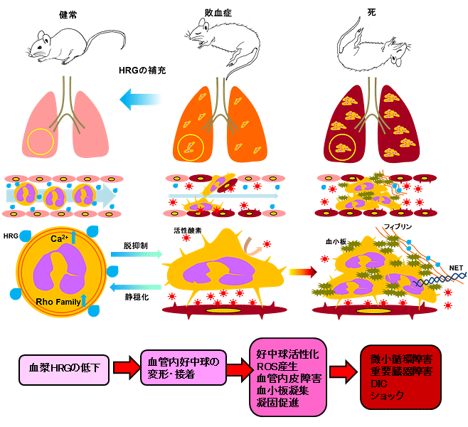 説明図・2枚目