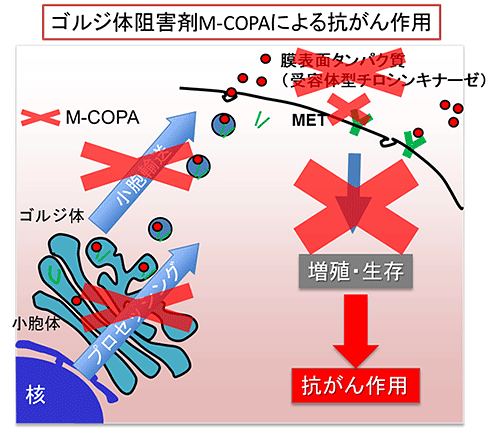 ゴルジ体阻害剤M-COPAによる抗がん作用