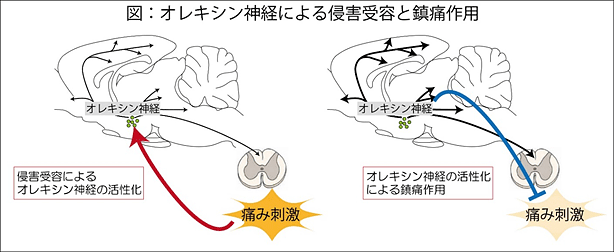 図:オレキシン神経による侵害受容と鎮痛作用