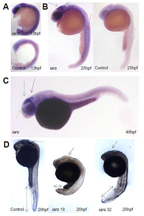 ゼブラフィッシュを用いたIARSのin situ hybridizationと モルフォリノ(MO)ノックダウン実験