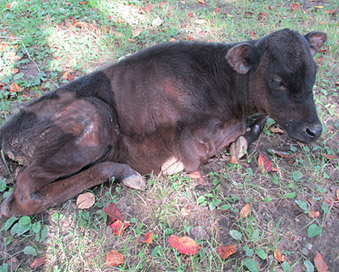 IARS遺伝子異常を有する黒毛和種牛
