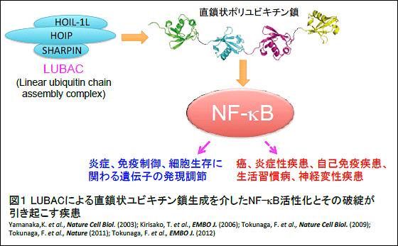図1　LUBACによる直鎖状ユビチン鎖生成を介したNF-kB活性化とその破綻が引き起こす疾患