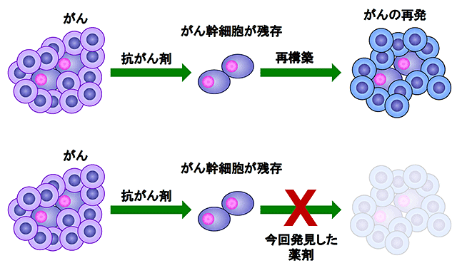 がん幹細胞は自己複製能(自分と同じ細胞を作る能力)と高い造腫瘍性(腫瘍を作る能力)を持ち、治療後に少数でも残存すると、腫瘍を再構築できる