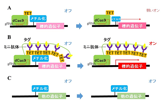 図2　ねらった遺伝子のスイッチだけをオンにする