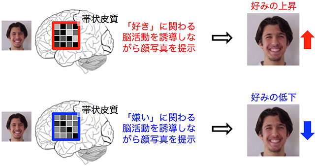 顔の好みを好き 嫌い両方向に変化させるニューロフィードバック技術を開発 国立研究開発法人日本医療研究開発機構