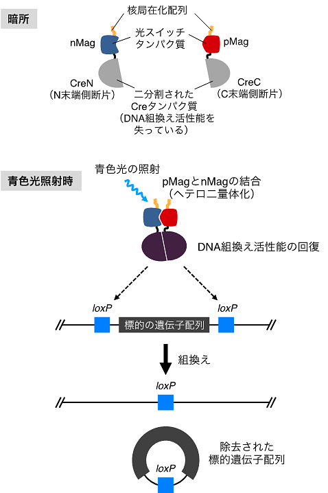 説明図・1枚目（説明は図の下に記載）