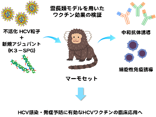 霊長類モデルを用いたワクチン効果の検証