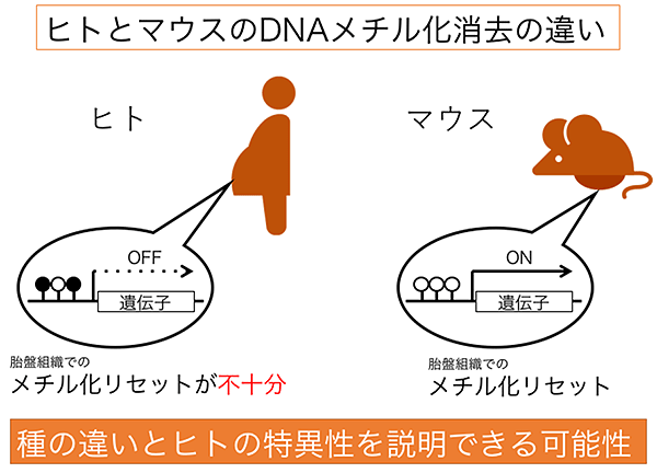 説明図