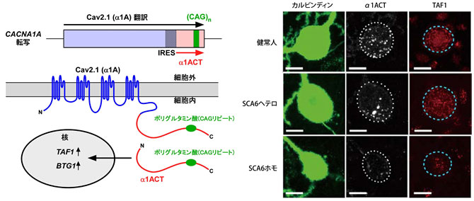 説明図・3枚目（説明は図の下に記載）