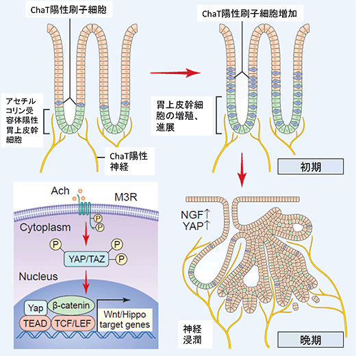 説明図（説明は図の下に記載）