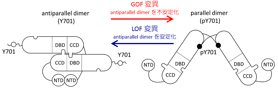 Stat1遺伝子変異の病的意義を高精度に予測するツールとして 網羅的アラニンスキャンニングを用いた参照データベースを確立 国立研究開発法人日本医療研究開発機構