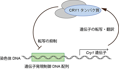 説明図・1枚目（説明は図の下に記載）