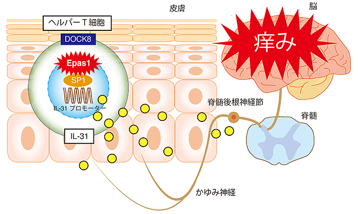 説明図・4枚目（説明は図の下に記載）