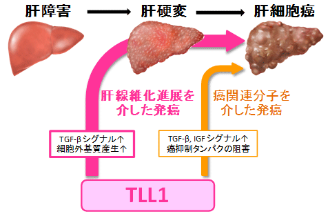 説明図・1枚目（説明は図の下に記載）