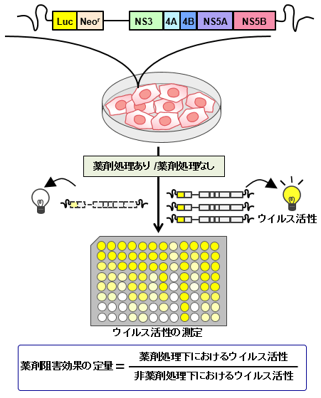 C型肝炎治療薬の抗ウイルス効果を定量的に測定するために開発した実験システム