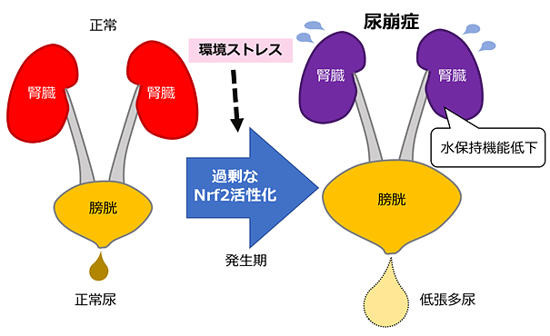 説明図(説明は図の下に記載)