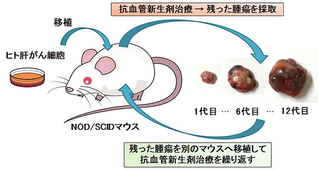 成果概要図