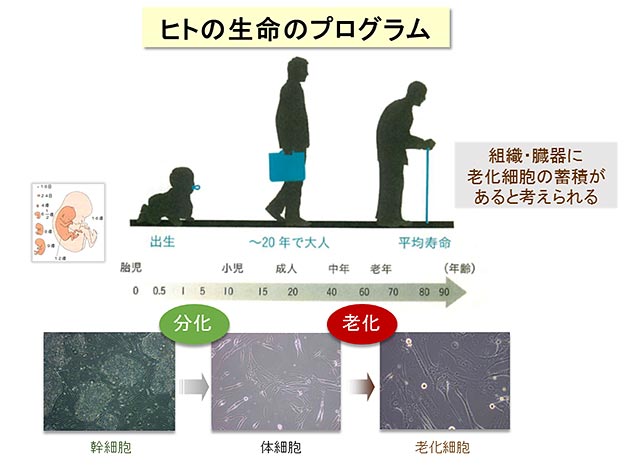 ヒトの生命プログラム