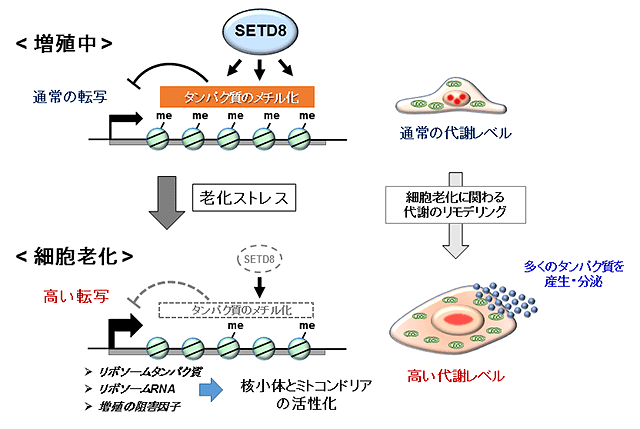 細胞老化と「SETD8メチル基転移酵素」