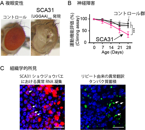 図1　SCA31モデルショウジョウバエの樹立