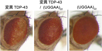 図3　短いRNAくりかえし配列により変異TDP-43を発現するALSモデルショウジョウバエの複眼変性が改善した