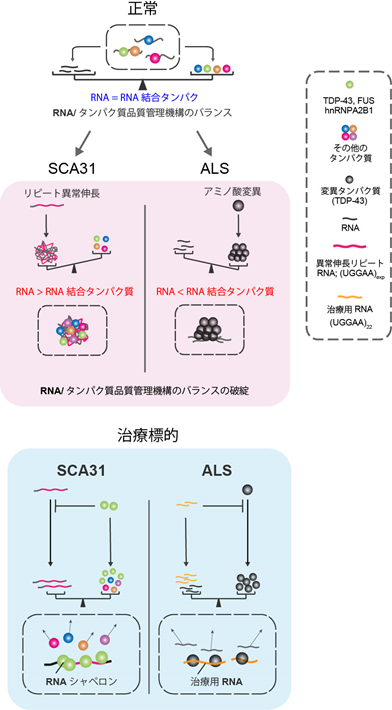 図４　今回の研究の成果から生まれた概念図―RNAとRNA結合タンパク質のバランスの不均衡により、SCA31やALSが発症する―