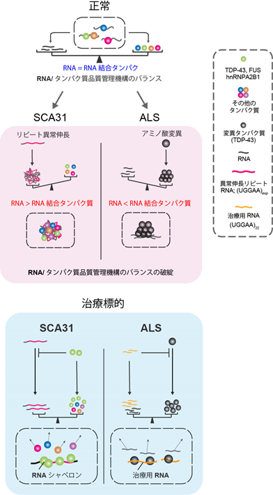 図4 今回の研究の成果から生まれた概念図―RNAとRNA結合タンパク質のバランスの不均衡により、SCA31やALSが発症する―