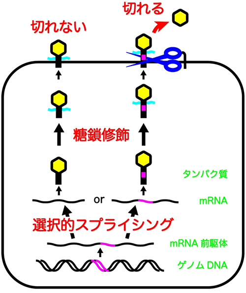 説明図・2枚目（説明は図の下に記載）