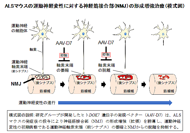 筋萎縮性側索硬化症に対する新たな治療概念の実証 ― 神経筋接合