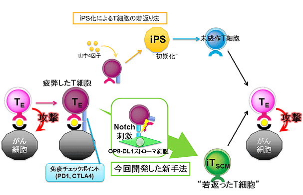 図1】「iPS化によるT細胞の若返り法」（図上）と、今回開発された方法（図下）の比較