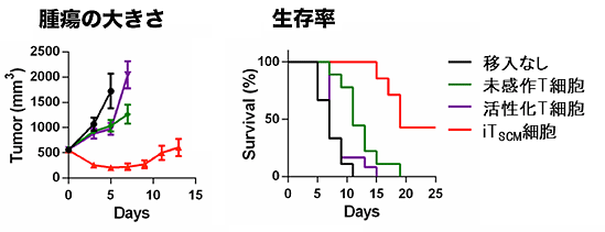 【図3】がんを患っているマウスにマウiTSCMを移入し、抗腫瘍効果を検討した結果、iTSCMを移入した群では、明らかにがんの増大を抑制し生存率が高かった。