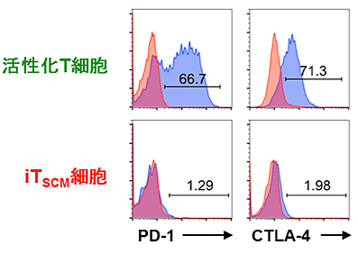【図4】ヒトT細胞からiTSCMを作製するため、マウスの実験と同様にOP9-hDL1ストローマ細胞と共培養を行い、ヒトiTSCMが作製をおこなった。このヒトiTSCMは、疲弊状態を示す活性化T細胞で見られた免疫チェックポイント因子（PD1やCTLA4）の発現がなくなっていた。