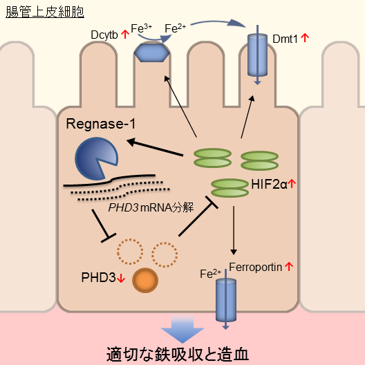 説明図（説明は本文中に記載）