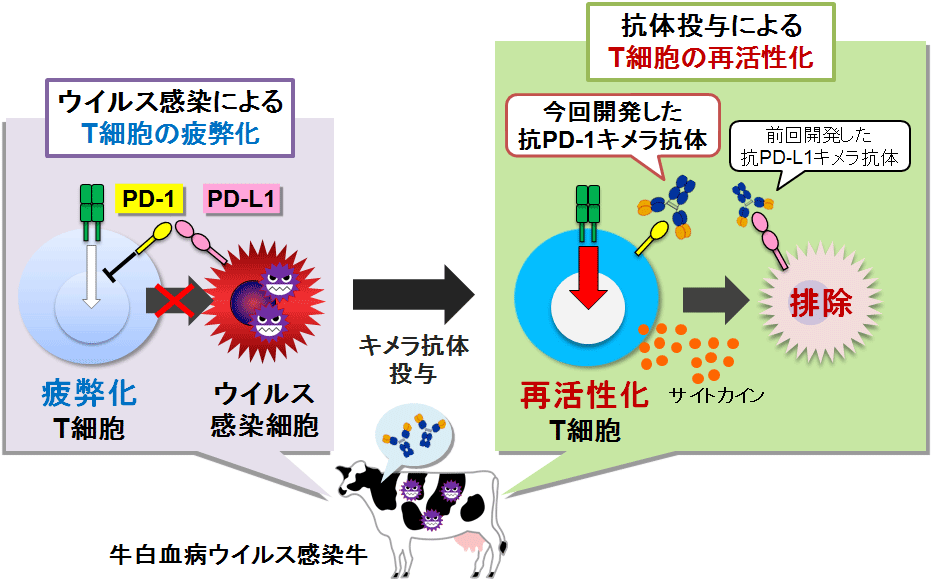 キメラ ウイルス