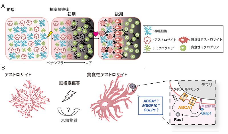 図2 本研究内容の模式図