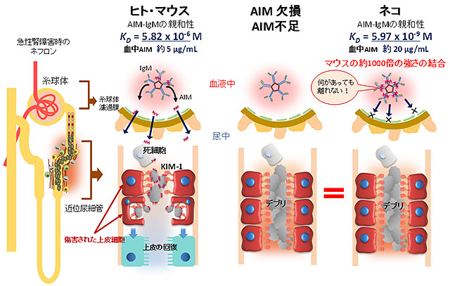 本技術の原理