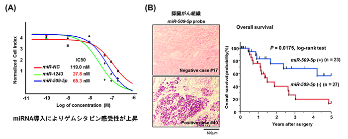 図2（A）miR-509-5pおよびmiR-1243導入によるゲムシタビン感受性の検討（B）膵臓がん組織中のmiR-509-5p発現（左）と生存曲線（右）