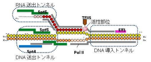 転写中のrnaポリメラーゼiiの構造を解明ー細胞内で働いている巨大複合体の姿を明らかにー 国立研究開発法人日本医療研究開発機構