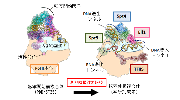 転写中のrnaポリメラーゼiiの構造を解明ー細胞内で働いている巨大複合体の姿を明らかにー 国立研究開発法人日本医療研究開発機構