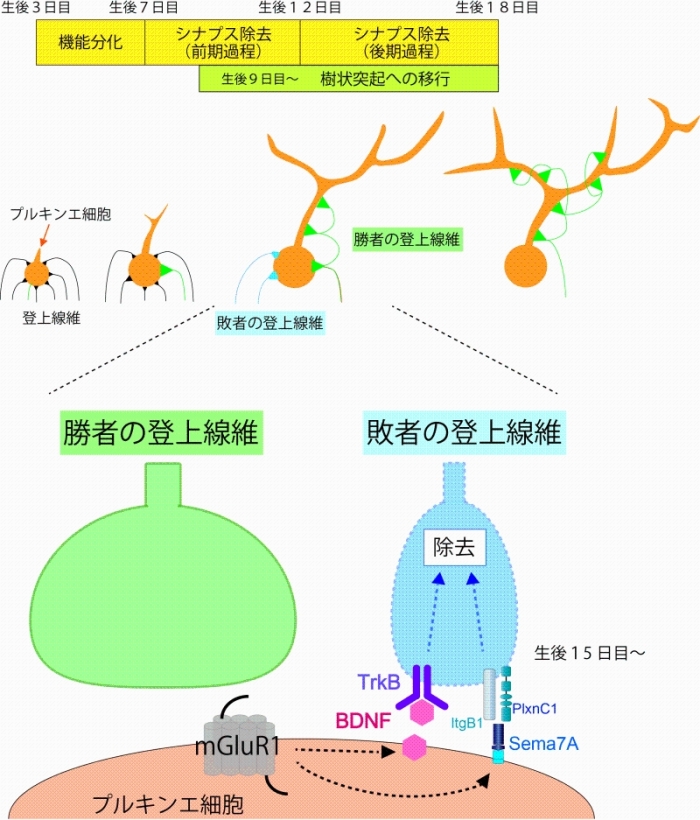 プレスリリース






発達期小脳において、脳由来神経栄養因子 (BDNF) は シナプスを積極的に弱め除去する「刈り込み因子」としてはたらく