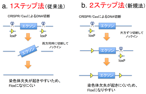 ノックアウトマウスを短期間で作製する技術の開発 ―CRISPR/Casゲノム編集を応用した疾患モデルマウスの短期間作製法― |  国立研究開発法人日本医療研究開発機構