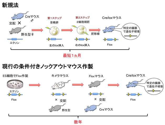 ノックアウトマウスを短期間で作製する技術の開発 ―CRISPR/Casゲノム編集を応用した疾患モデルマウスの短期間作製法― |  国立研究開発法人日本医療研究開発機構