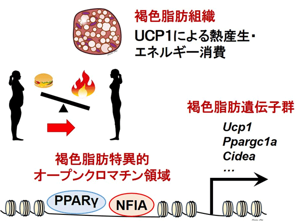 説明図・1枚目（説明は図の下に記載）